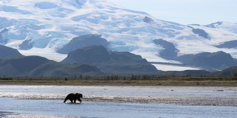 Bear & Wildlife Viewing - Homer - Alaska - Doets Reizen