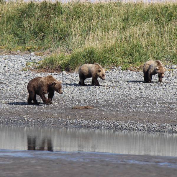 Beren spotten - Katmai National Park - Alaska - Doets Reizen