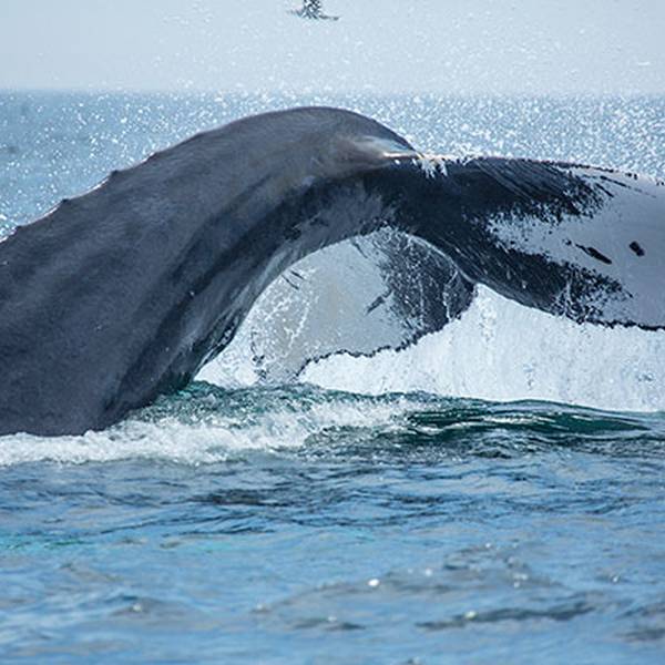 Beantown Whale Watch Tours - Walvissen Spotten - Boston - Massachusetts - Doets Reizen